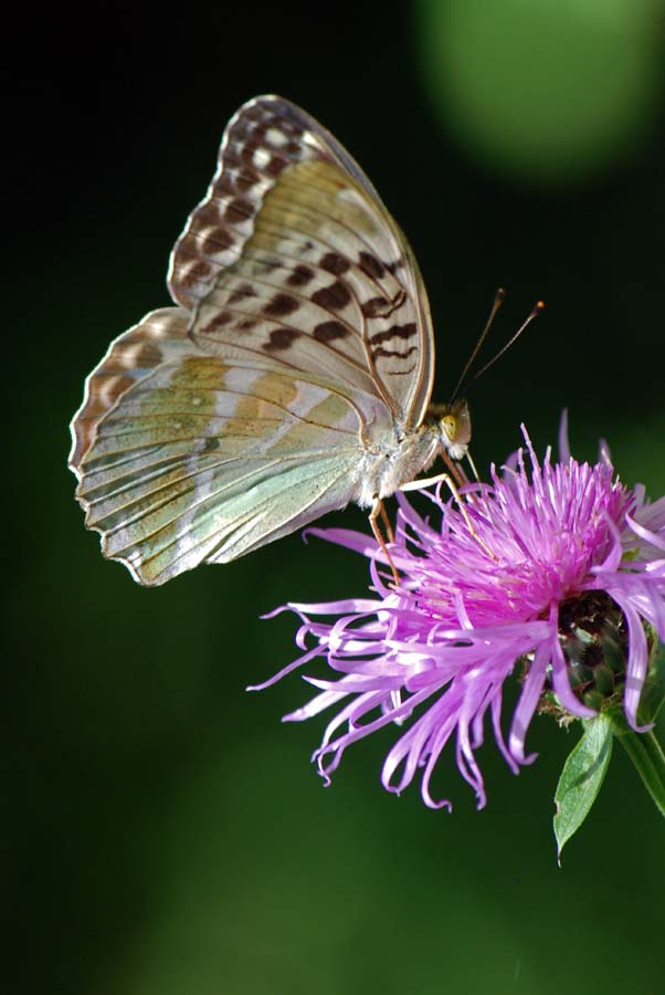 Lady, Argynnis paphia valesina